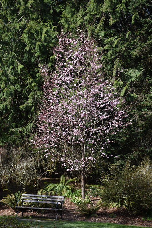 Pink Flair Sargent Cherry (Prunus sargentii 'JFS-KW58') at Chalet Nursery