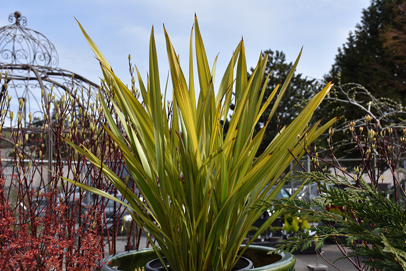 Apricot Queen New Zealand Flax (Phormium tenax 'Apricot Queen') at Chalet Nursery