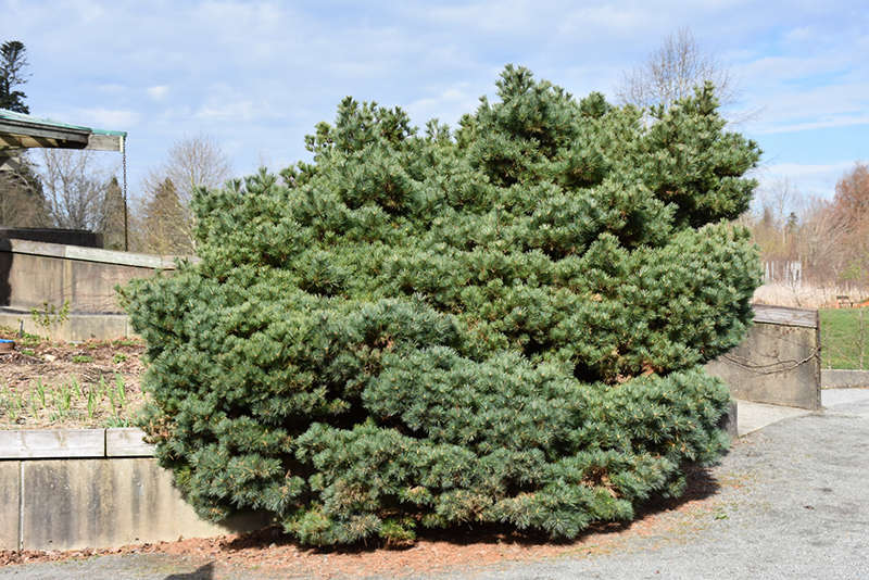 Blue Shag White Pine (Pinus strobus 'Blue Shag') in Wilmette Chicago ...