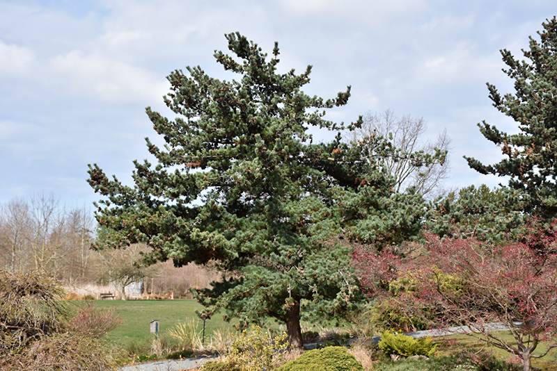 Blue Japanese Pine (Pinus parviflora 'Glauca') at Chalet Nursery