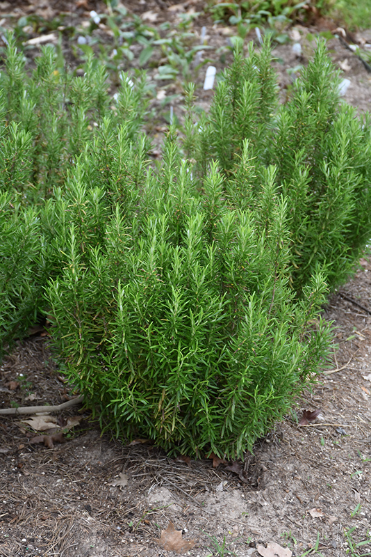 Barbeque Rosemary (Rosmarinus officinalis 'Barbeque') at Chalet Nursery