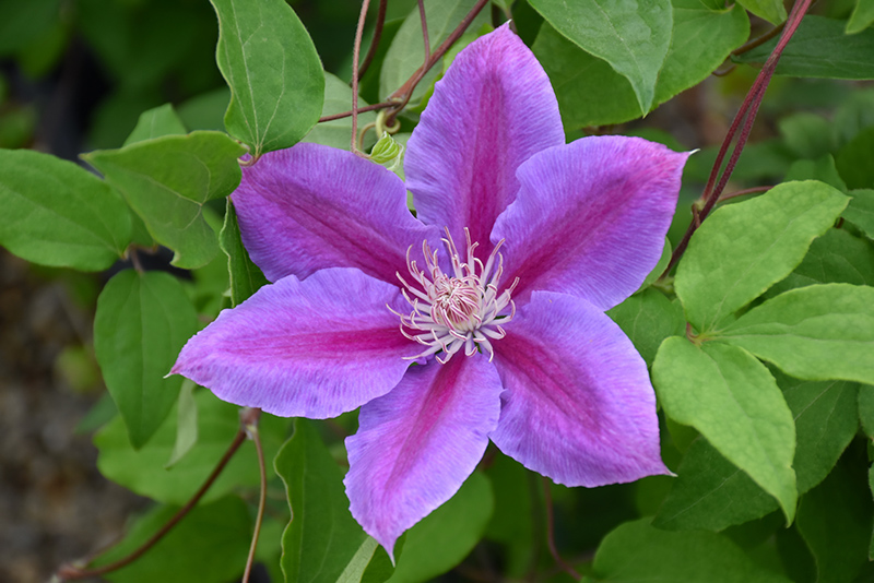 Dr. Ruppel Clematis (Clematis 'Dr. Ruppel') at Chalet Nursery