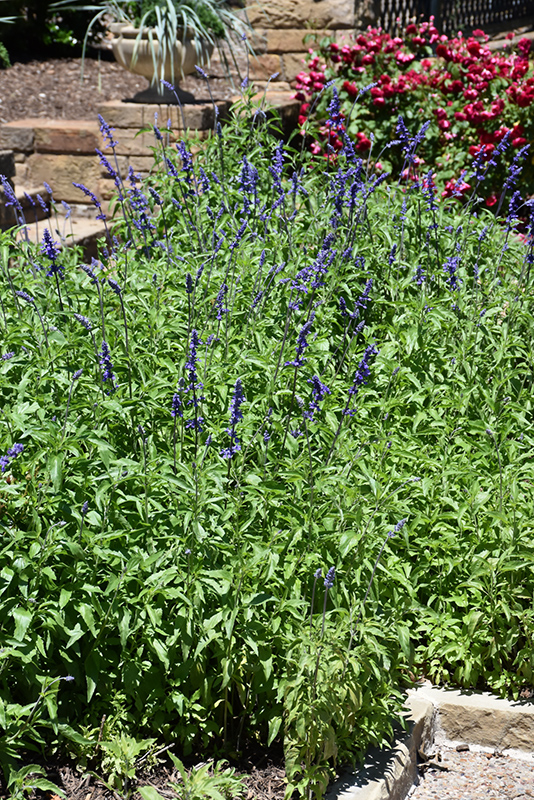 Victoria Blue Salvia (Salvia farinacea 'Victoria Blue') at Chalet Nursery