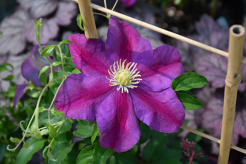 Sunset Clematis (Clematis 'Sunset') at Chalet Nursery