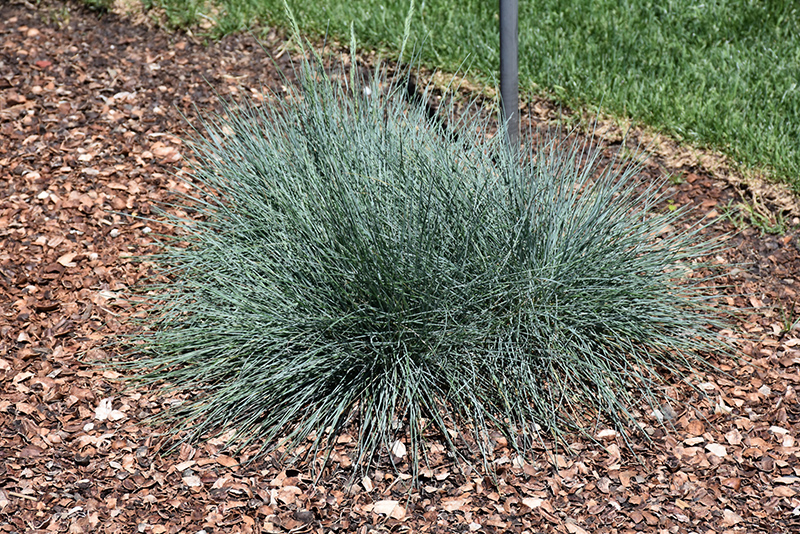 Cool As Ice Blue Fescue (Festuca glauca 'Cool As Ice') at Chalet Nursery