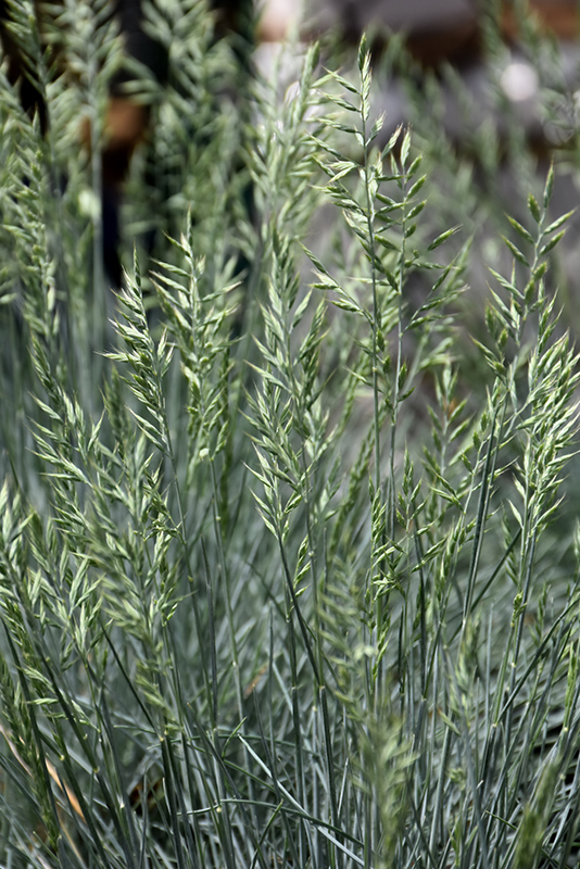 Cool As Ice Blue Fescue (Festuca glauca 'Cool As Ice') at Chalet Nursery