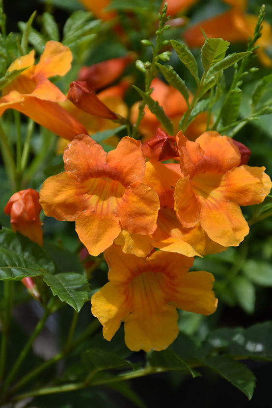 Orange Jubilee Esperanza (Tecoma stans ‘Orange Jubilee’) in Wilmette