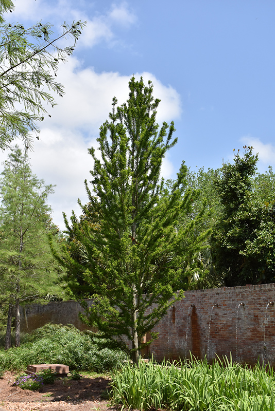 Peve Minaret Baldcypress (Taxodium distichum 'Peve Minaret') at Chalet Nursery