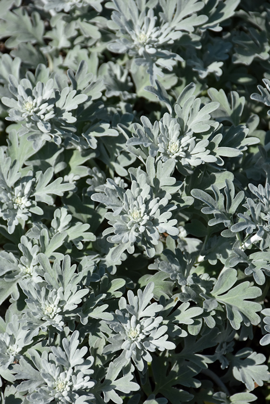Silver Brocade Artemesia (Artemisia stelleriana 'Silver Brocade') at Chalet Nursery