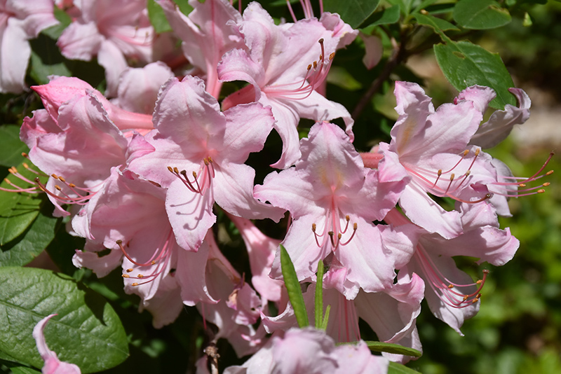 Candy Lights Azalea (Rhododendron 'Candy Lights') at Chalet Nursery
