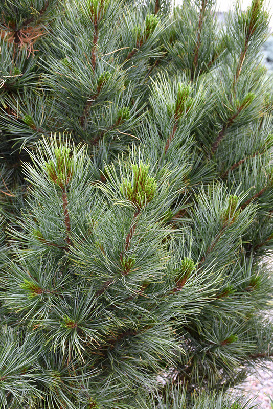 Silver Sheen Swiss Stone Pine (Pinus cembra 'Silver Sheen') at Chalet Nursery