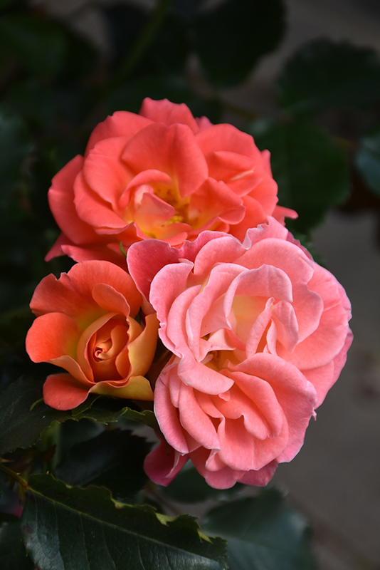 Coral Cove Rose (Rosa 'Coral Cove') at Chalet Nursery