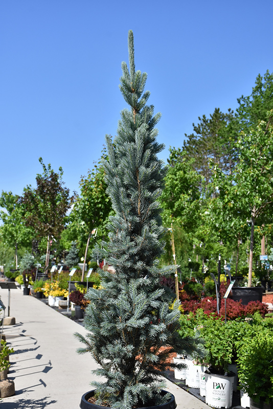 Blue Totem Spruce (Picea pungens 'Blue Totem') at Chalet Nursery