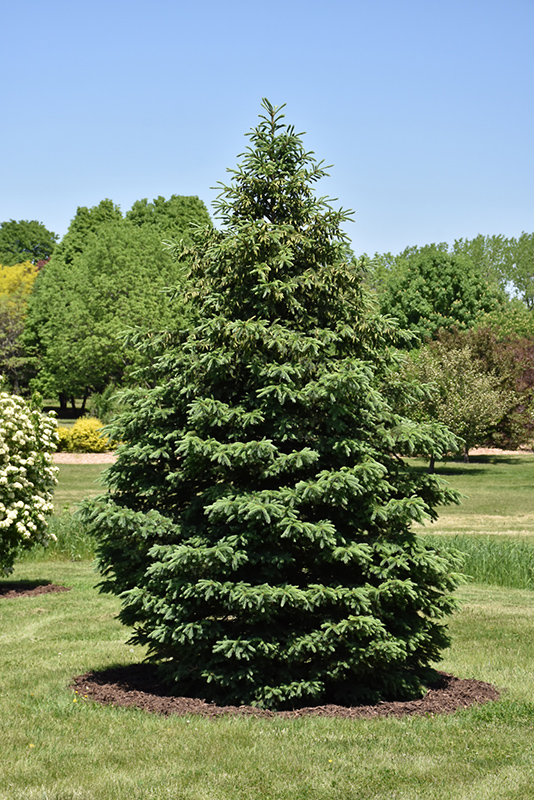 Black Hills Spruce (Picea glauca 'Densata') at Chalet Nursery