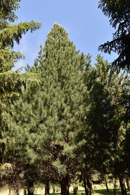 Prairie Statesman Swiss Stone Pine (Pinus cembra 'Herman') at Chalet Nursery