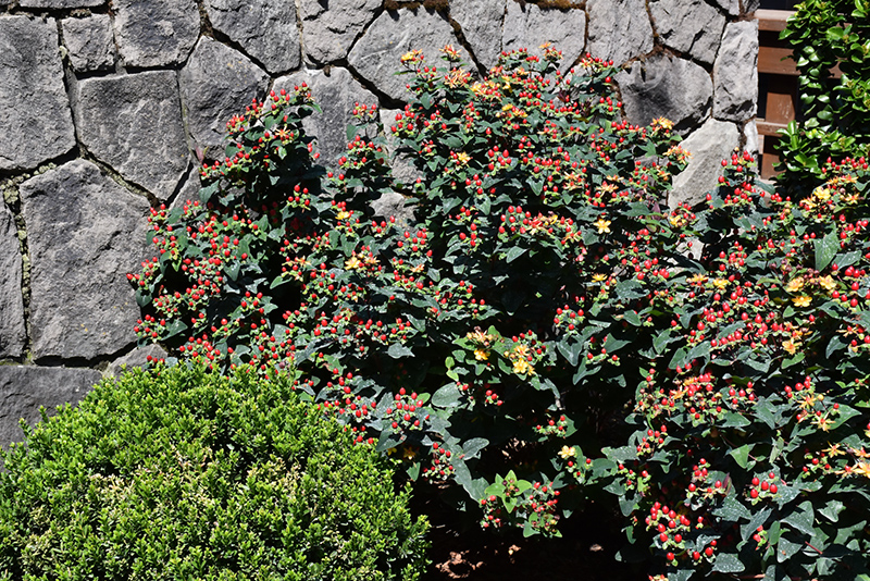 FloralBerry Sangria St. John's Wort (Hypericum x inodorum 'KOLSAN') at Chalet Nursery