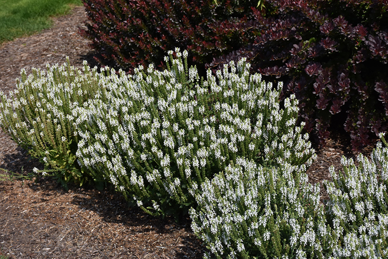 Snow Hill Sage (Salvia x sylvestris 'Snow Hill') at Chalet Nursery