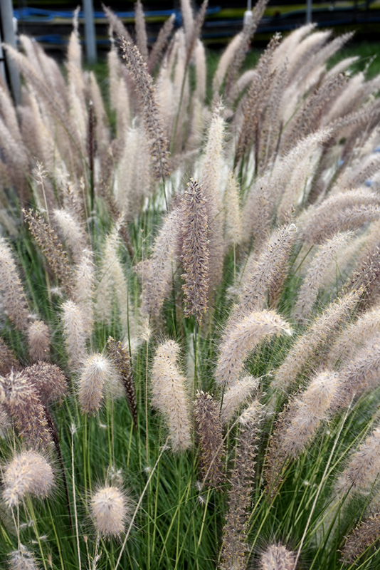 Fountain Grass (Pennisetum setaceum) at Chalet Nursery