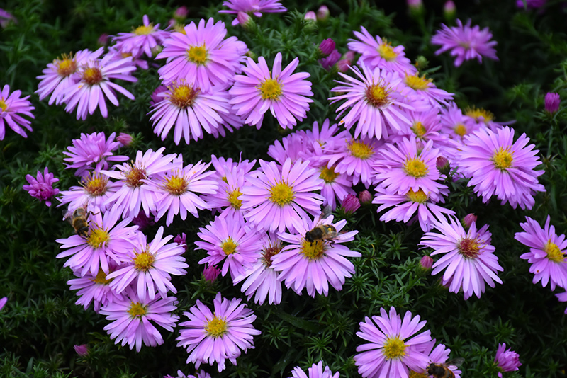 Woods Pink Aster (Aster 'Woods Pink') at Chalet Nursery