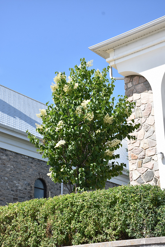 Ivory Pillar Japanese Tree Lilac (Syringa reticulata 'Willamette') at Chalet Nursery