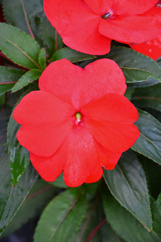 Super Sonic Red New Guinea Impatiens (Impatiens hawkeri 'Super Sonic Red') at Chalet Nursery