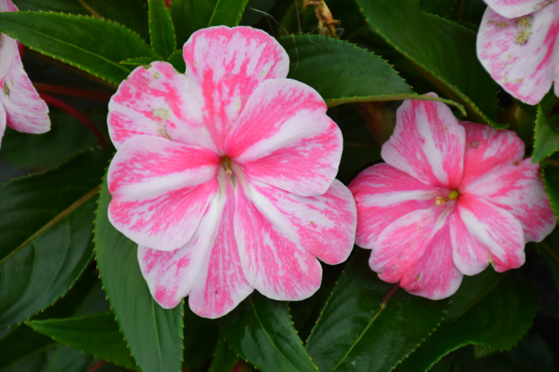 Sonic Magic Pink New Guinea Impatiens (Impatiens 'Sonic Magic Pink') at Chalet Nursery