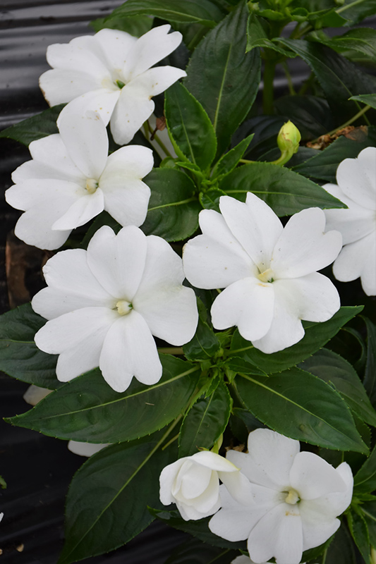 Florific White New Guinea Impatiens (Impatiens hawkeri 'Florific White') at Chalet Nursery