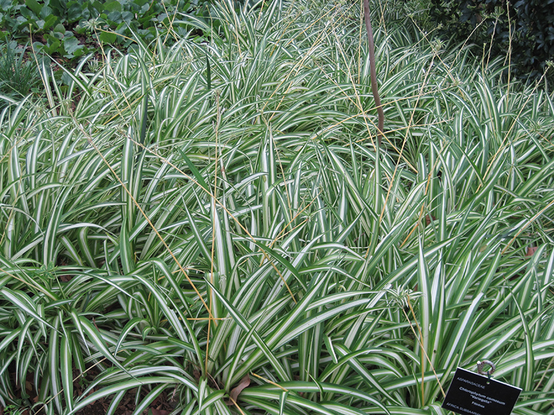Variegated Spider Plant (Chlorophytum comosum 'Variegatum') at Chalet Nursery