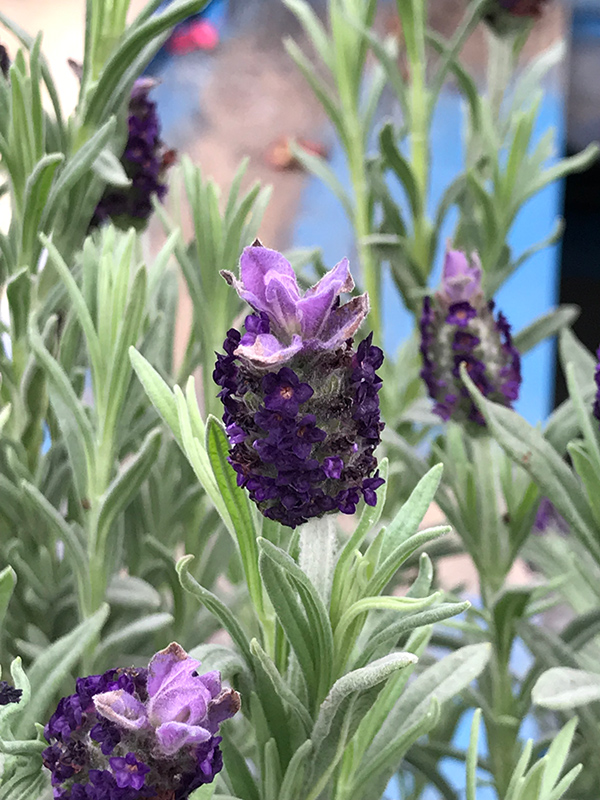 Spanish Lavender (Lavandula stoechas) at Chalet Nursery