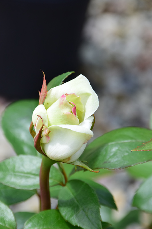 Sugar Moon Rose (Rosa 'WEKmemolo') at Chalet Nursery