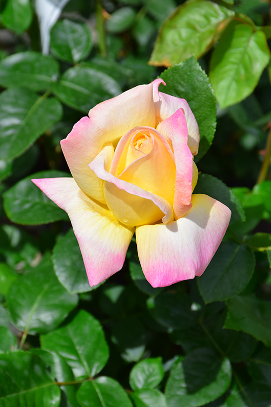 Peace Rose (Rosa 'Peace') at Chalet Nursery