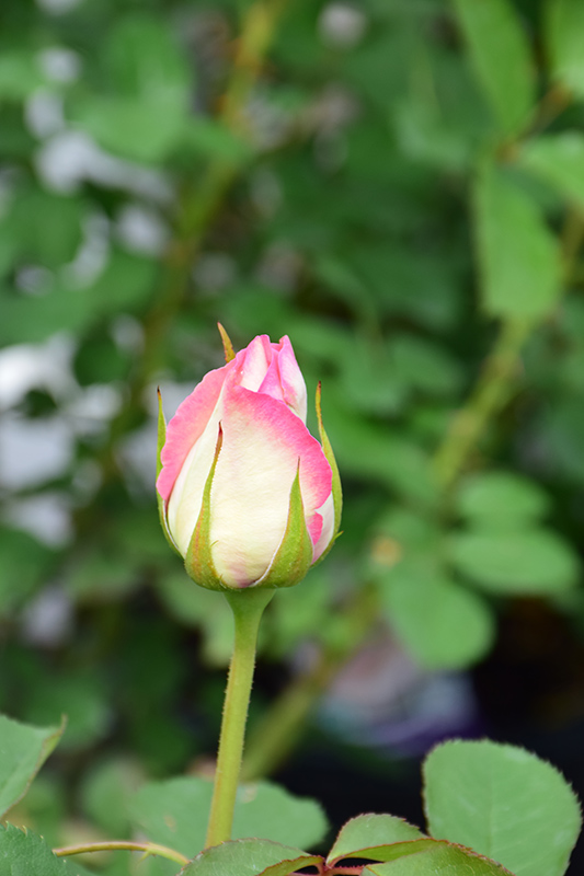Moonstone Rose (Rosa 'Moonstone') at Chalet Nursery