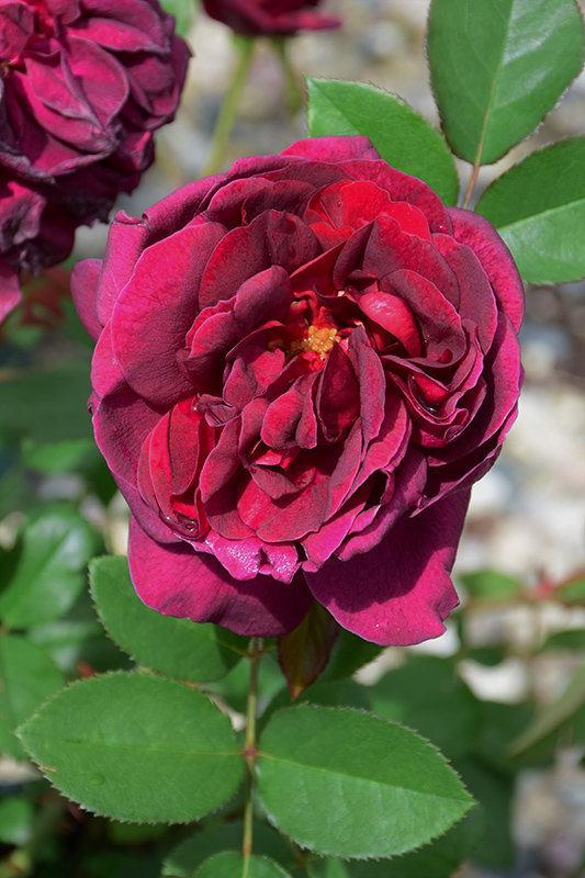 Darcey Bussell Rose (Rosa 'Darcey Bussell') at Chalet Nursery
