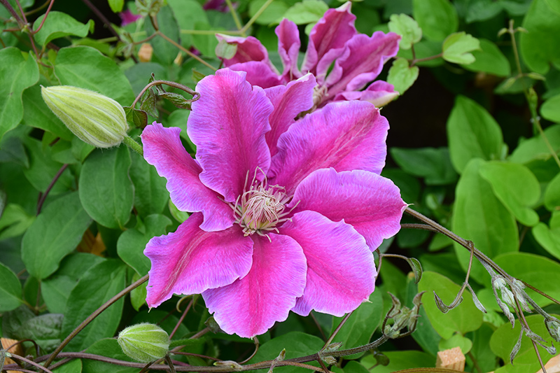 Dr. Ruppel Clematis (Clematis 'Dr. Ruppel') at Chalet Nursery