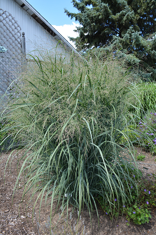 Northwind Switch Grass (Panicum virgatum 'Northwind') at Chalet Nursery