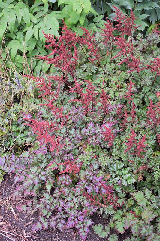 Delft Lace Astilbe (Astilbe 'Delft Lace') at Chalet Nursery