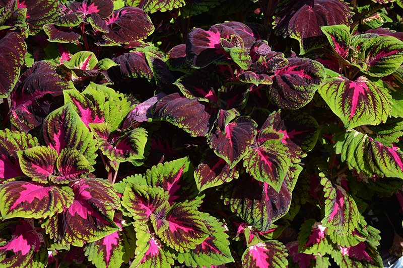 Kong Red Coleus (Solenostemon scutellarioides 'Kong Red') at Chalet Nursery
