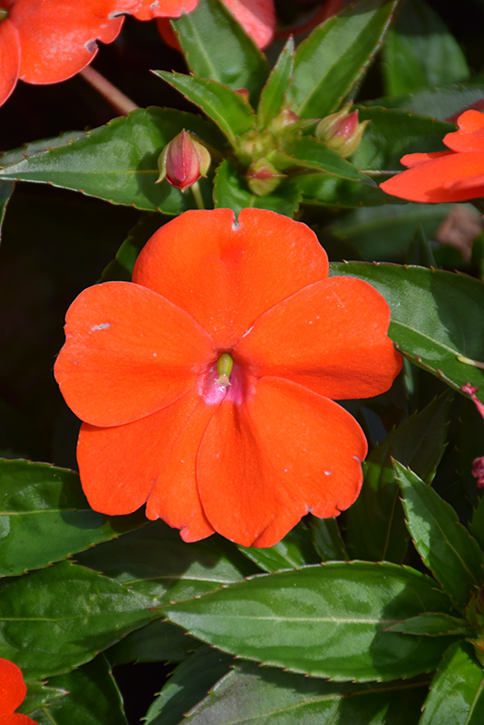 SunPatiens Vigorous Orange New Guinea Impatiens (Impatiens 'SunPatiens Vigorous Orange') at Chalet Nursery