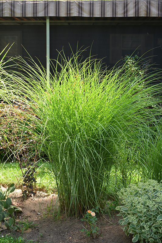 Gracillimus Maiden Grass (Miscanthus sinensis 'Gracillimus') at Chalet Nursery