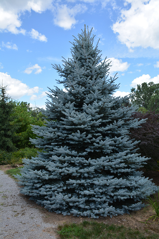 Iseli Foxtail Spruce (Picea pungens 'Iseli Foxtail') at Chalet Nursery