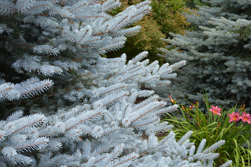 Iseli Foxtail Spruce (Picea pungens 'Iseli Foxtail') at Chalet Nursery