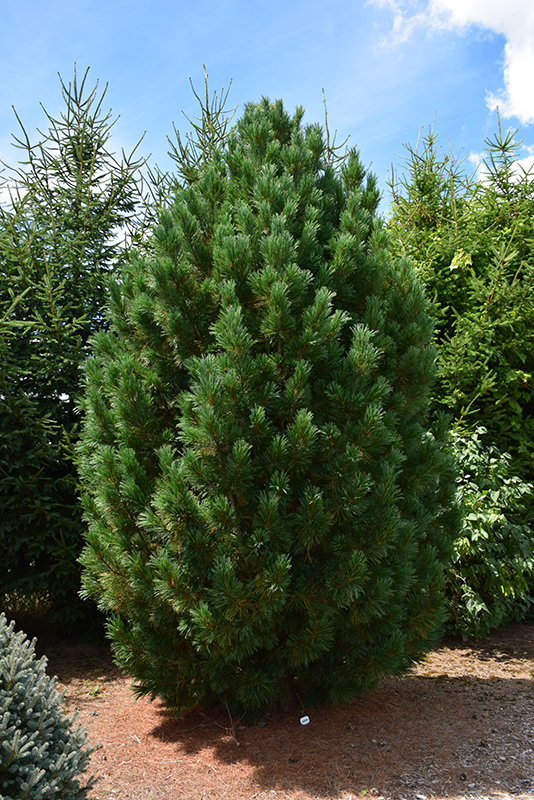 Blue Swiss Stone Pine (Pinus cembra 'Glauca') at Chalet Nursery