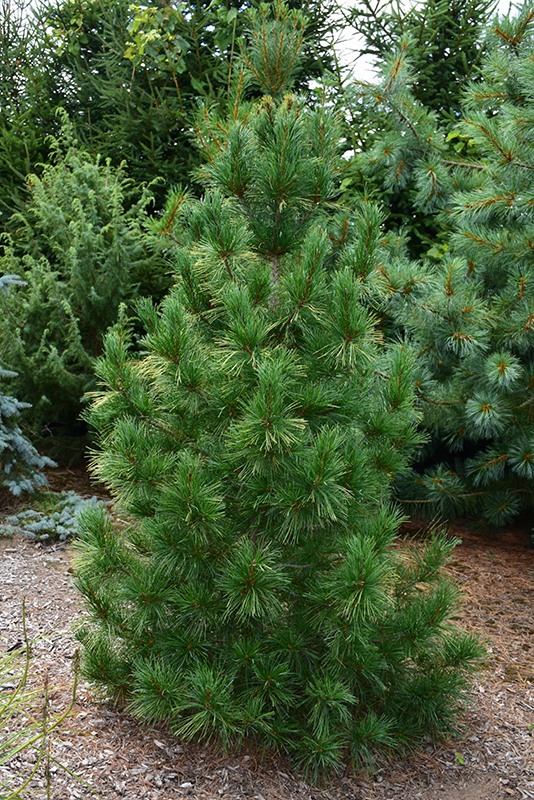 Columnar White Pine (Pinus strobus 'Fastigiata') at Chalet Nursery