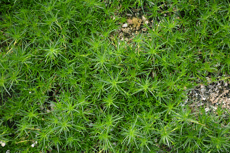 Irish Moss (Sagina subulata) at Chalet Nursery