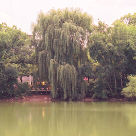 Wisconsin Weeping Willow (Salix x pendulina 'Wisconsin') in