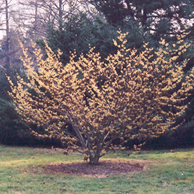 Plant Photo 2