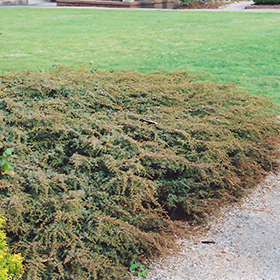 Plant Photo 8
