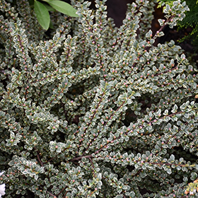 Plant Photo 9