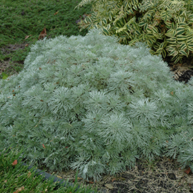 Jeune artemisia silver mound plante soins d'hiver