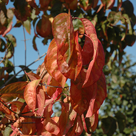 Plant Photo 5
